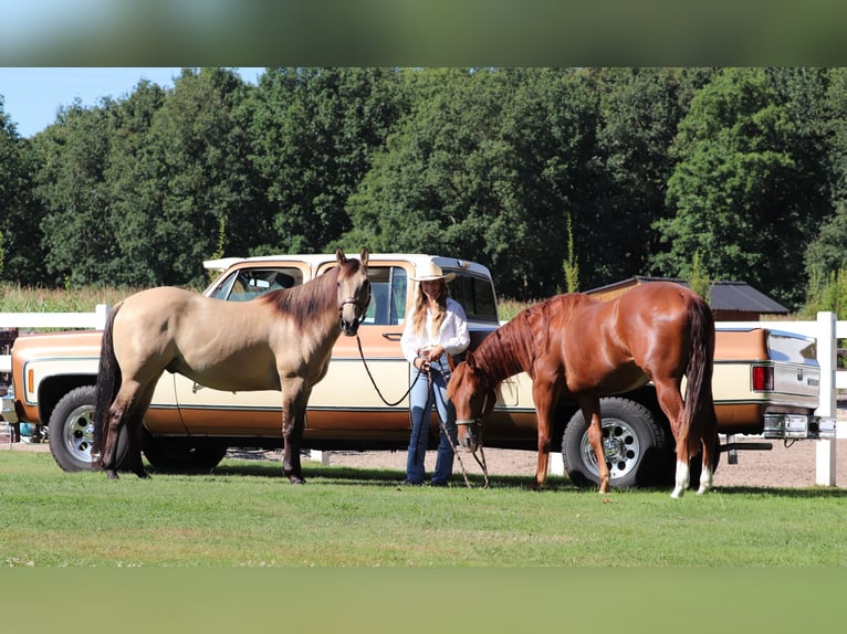 American Quarter Horse Merrie 4 Jaar 152 cm Vos in Oberhausen