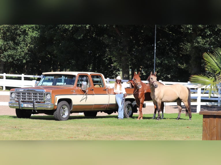 American Quarter Horse Merrie 4 Jaar 152 cm Vos in Oberhausen