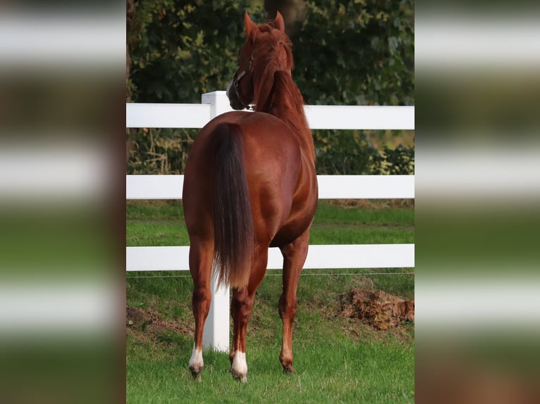 American Quarter Horse Merrie 4 Jaar 152 cm Vos in Oberhausen