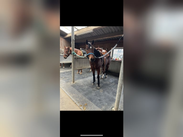 American Quarter Horse Merrie 4 Jaar 153 cm Bruin in GangeltGangelt American Quarter Horse Merrie 4 Jaar 153 cm Bruin in GangeltGangelt