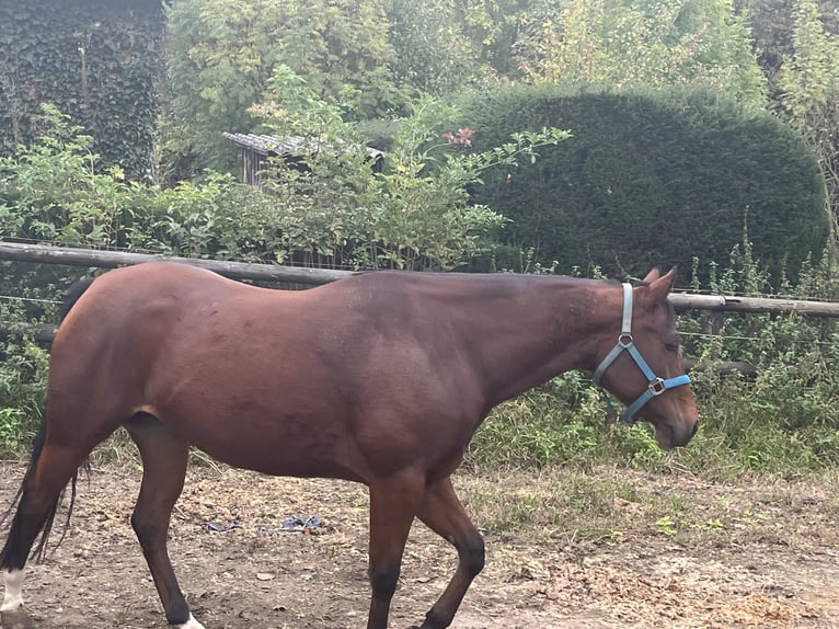 American Quarter Horse Merrie 4 Jaar 153 cm Bruin in GangeltGangelt American Quarter Horse Merrie 4 Jaar 153 cm Bruin in GangeltGangelt