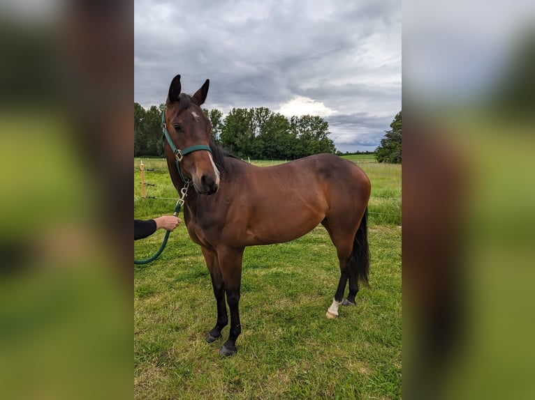 American Quarter Horse Merrie 4 Jaar 153 cm Bruin in Bergkamen