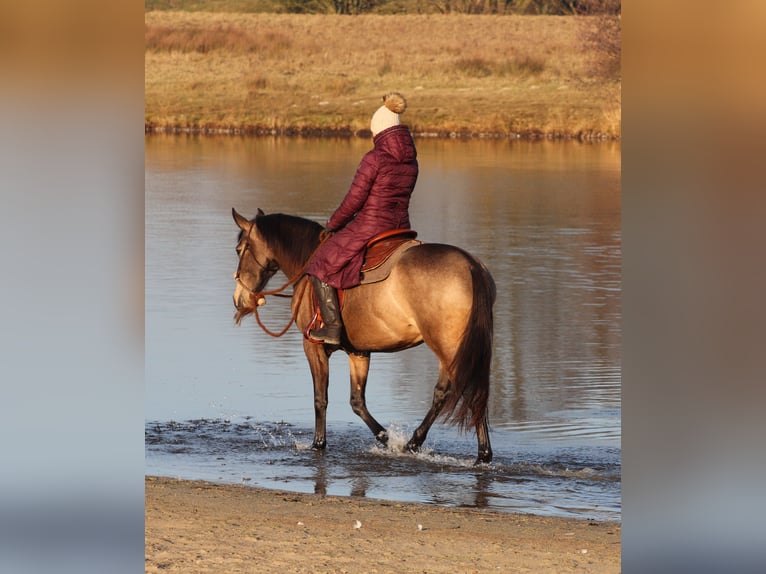 American Quarter Horse Mix Merrie 4 Jaar 153 cm Buckskin in Oberhausen