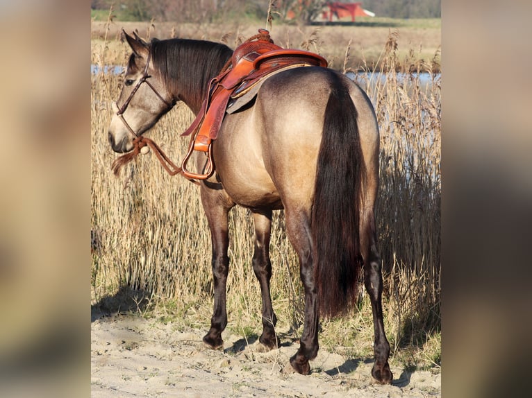 American Quarter Horse Mix Merrie 4 Jaar 153 cm Buckskin in Oberhausen