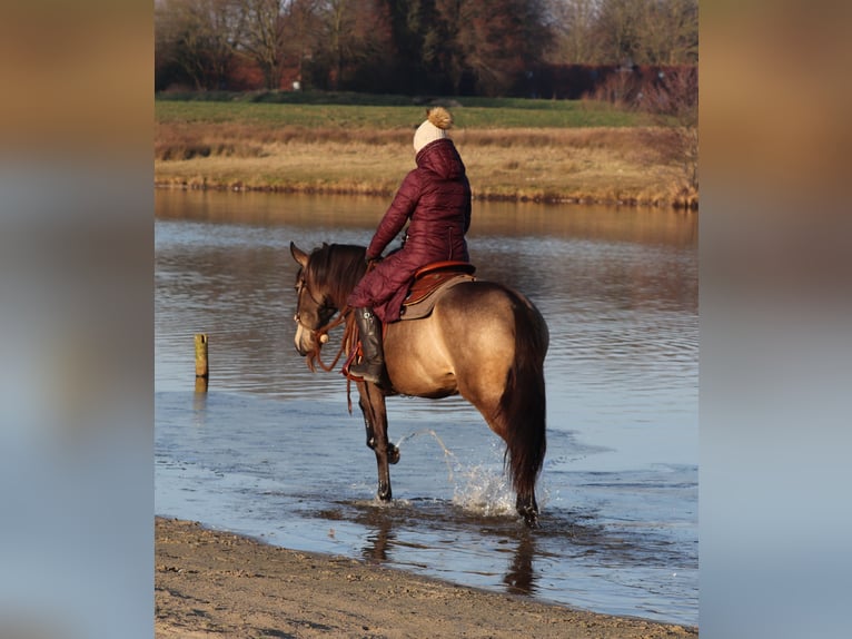 American Quarter Horse Mix Merrie 4 Jaar 153 cm Buckskin in Oberhausen