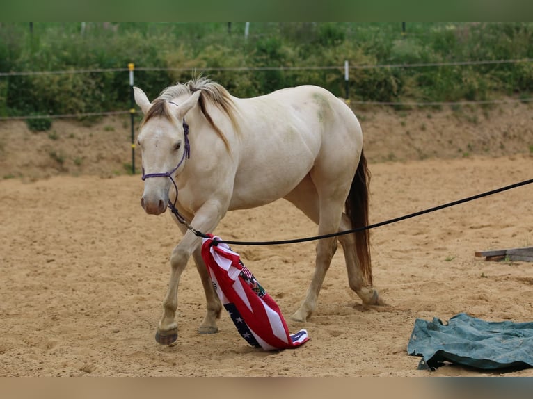 American Quarter Horse Merrie 4 Jaar 153 cm Champagne in N&#xFC;mbrecht