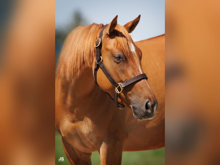 American Quarter Horse Merrie 4 Jaar 153 cm Red Dun in Amerang