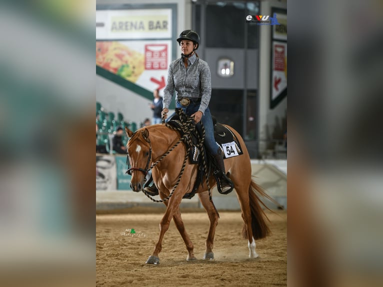 American Quarter Horse Merrie 4 Jaar 153 cm Red Dun in Amerang
