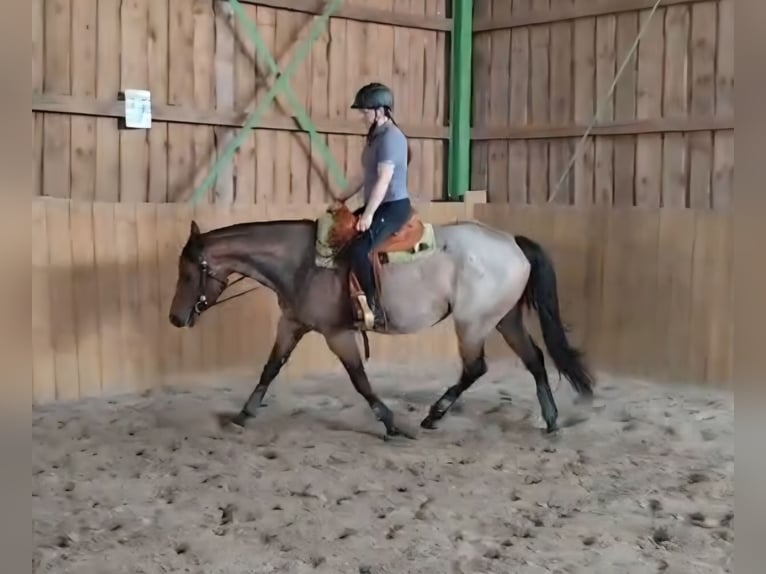 American Quarter Horse Merrie 4 Jaar 153 cm Roan-Bay in Freystadt
