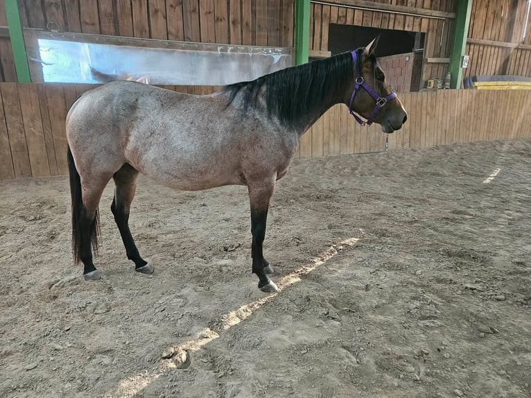 American Quarter Horse Merrie 4 Jaar 153 cm Roan-Bay in Furth im Wald