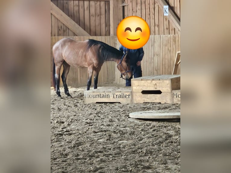 American Quarter Horse Merrie 4 Jaar 153 cm Roan-Bay in Furth im Wald