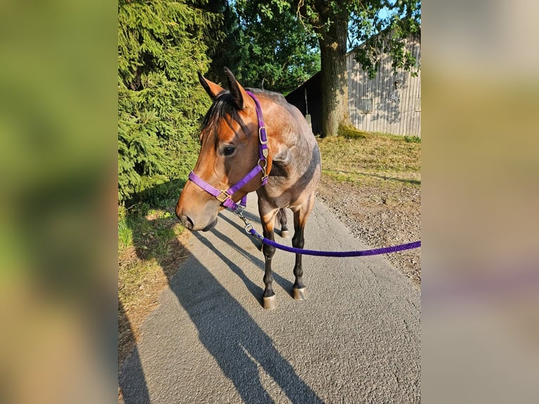 American Quarter Horse Merrie 4 Jaar 153 cm Roan-Bay in Furth im Wald