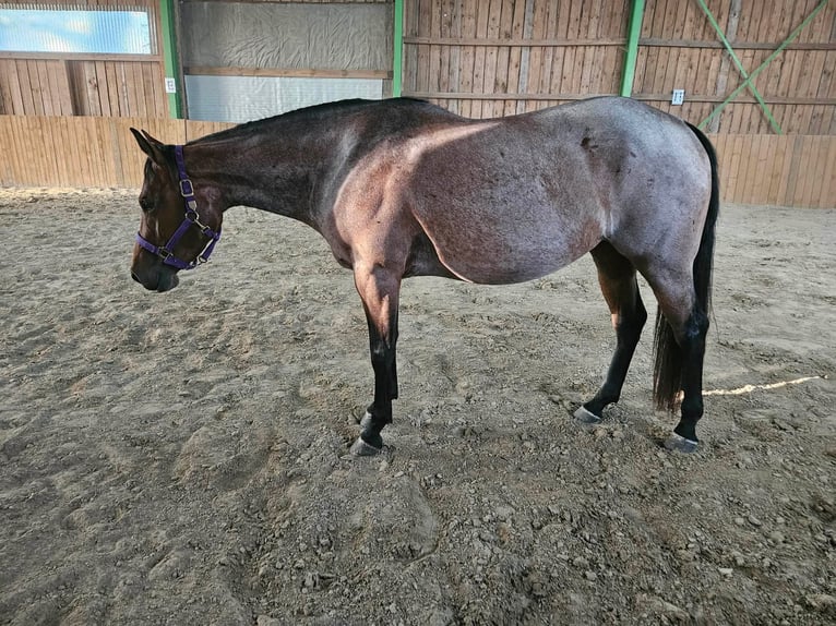 American Quarter Horse Merrie 4 Jaar 153 cm Roan-Bay in Furth im Wald