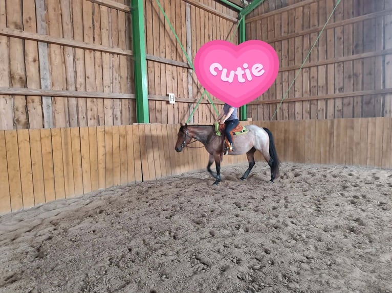 American Quarter Horse Merrie 4 Jaar 153 cm Roan-Bay in Furth im Wald