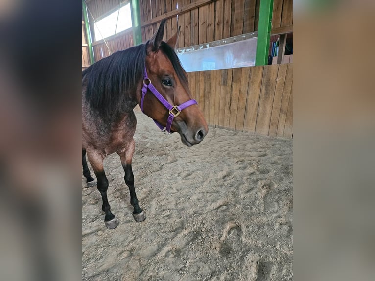 American Quarter Horse Merrie 4 Jaar 153 cm Roan-Bay in Furth im Wald