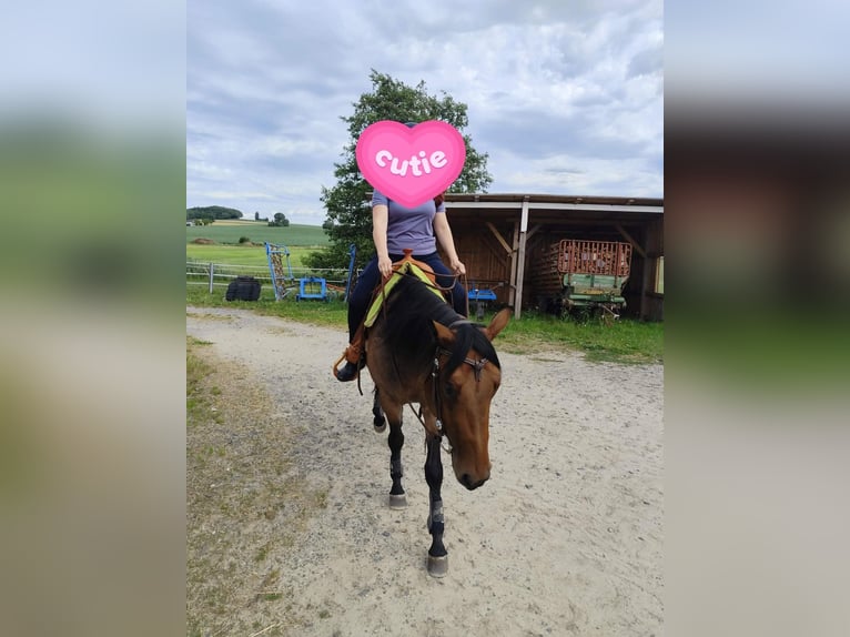 American Quarter Horse Merrie 4 Jaar 153 cm Roan-Bay in Furth im Wald