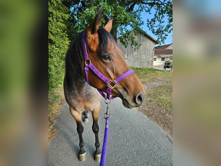 American Quarter Horse Merrie 4 Jaar 153 cm Roan-Bay in Furth im Wald