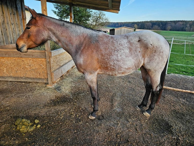 American Quarter Horse Merrie 4 Jaar 153 cm Roan-Bay in Furth im Wald