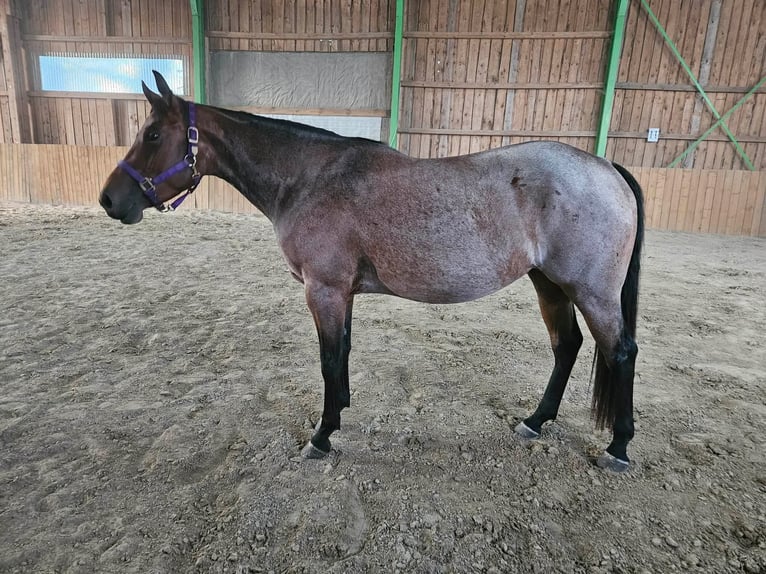 American Quarter Horse Merrie 4 Jaar 153 cm Roan-Bay in Furth im Wald