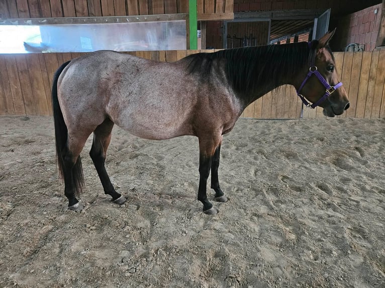 American Quarter Horse Merrie 4 Jaar 153 cm Roan-Bay in Furth im Wald
