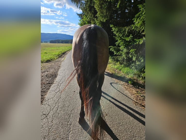 American Quarter Horse Merrie 4 Jaar 153 cm Roan-Bay in Furth im Wald