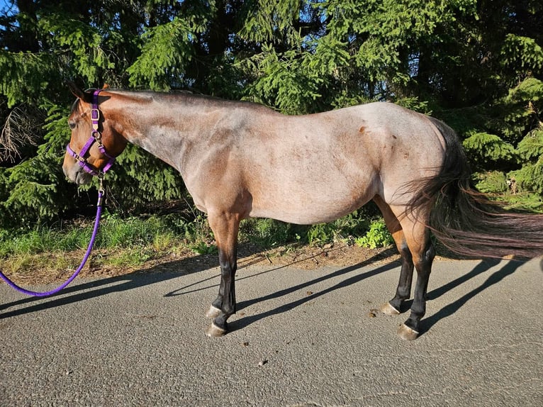 American Quarter Horse Merrie 4 Jaar 153 cm Roan-Bay in Furth im Wald
