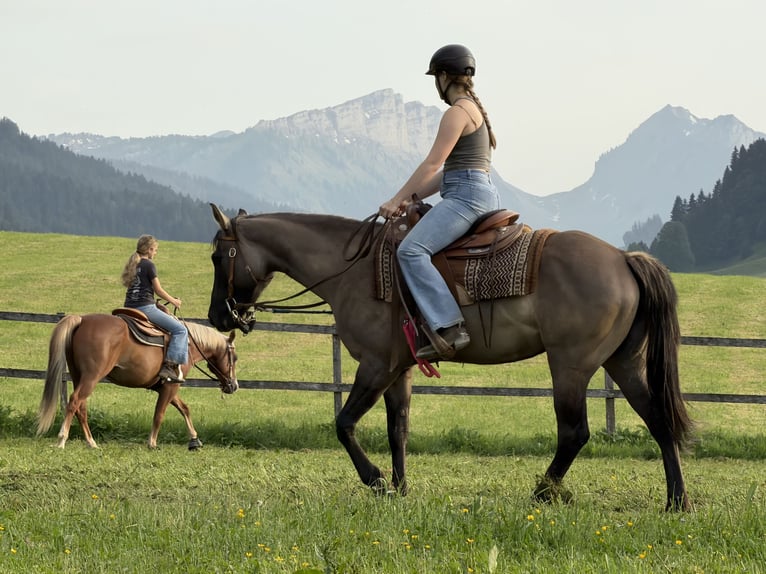 American Quarter Horse Merrie 4 Jaar 154 cm Grullo in Marbach LU