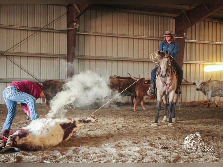 American Quarter Horse Merrie 4 Jaar 155 cm Buckskin in Cody, WY