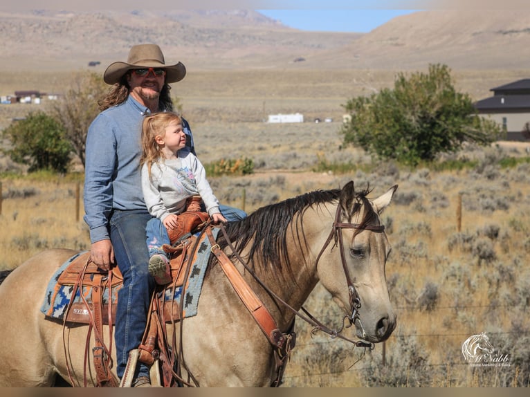 American Quarter Horse Merrie 4 Jaar 155 cm Buckskin in Cody, WY