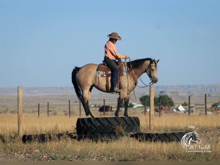 American Quarter Horse Merrie 4 Jaar 155 cm Buckskin in Cody, WY