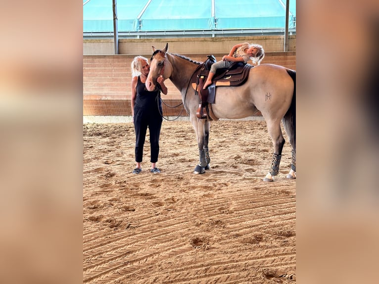 American Quarter Horse Merrie 4 Jaar 155 cm Buckskin in Thierhaupten