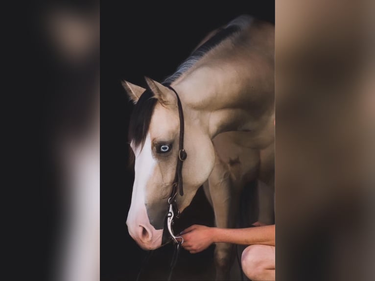 American Quarter Horse Merrie 4 Jaar 155 cm Buckskin in Thierhaupten