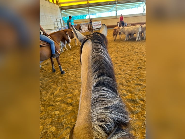 American Quarter Horse Merrie 4 Jaar 155 cm Buckskin in Thierhaupten