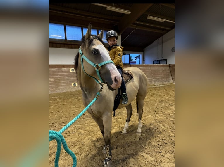 American Quarter Horse Merrie 4 Jaar 155 cm Buckskin in Thierhaupten