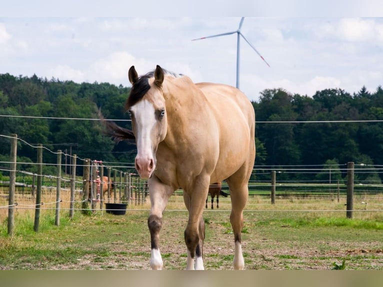 American Quarter Horse Merrie 4 Jaar 155 cm Buckskin in Thierhaupten