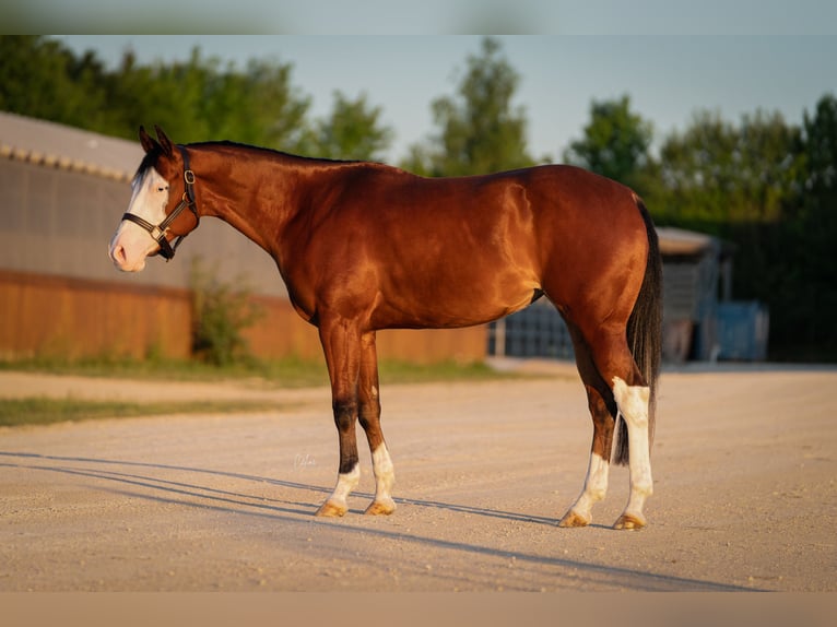 American Quarter Horse Merrie 4 Jaar 155 cm Donkerbruin in Ruswil