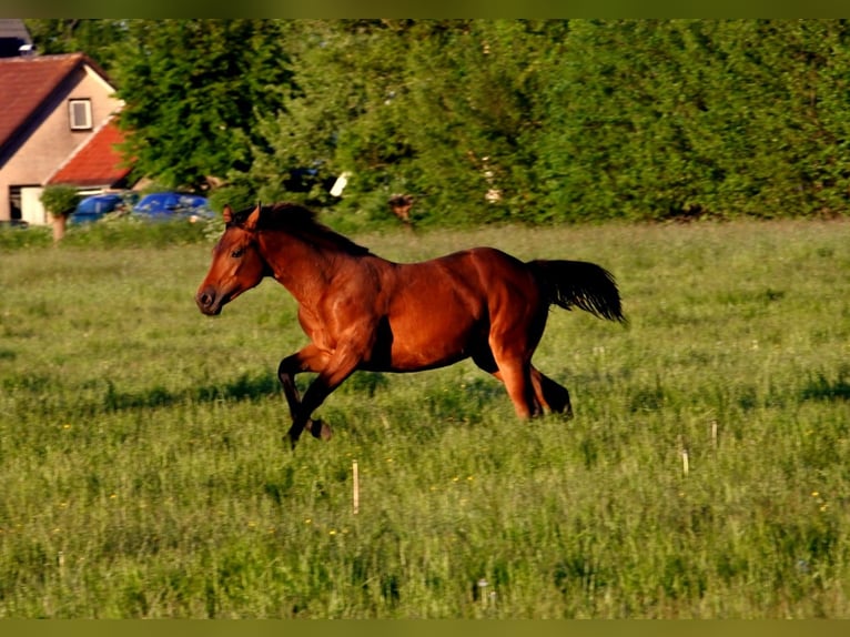 American Quarter Horse Merrie 4 Jaar 155 cm Donkerbruin in Vreeland