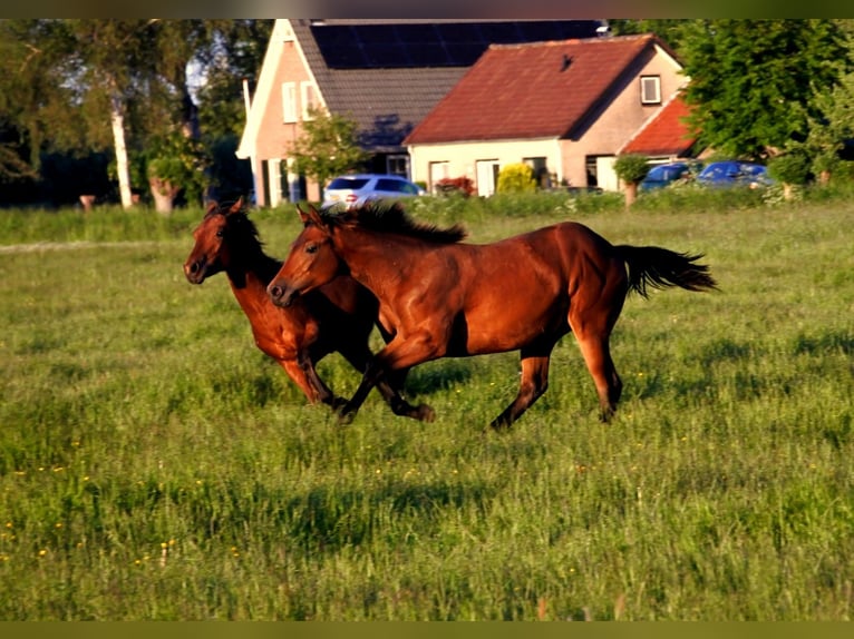 American Quarter Horse Merrie 4 Jaar 155 cm Donkerbruin in Vreeland