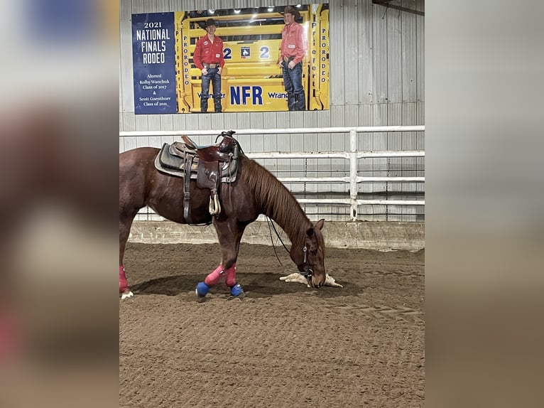 American Quarter Horse Merrie 4 Jaar 155 cm Donkere-vos in Hinton, AB