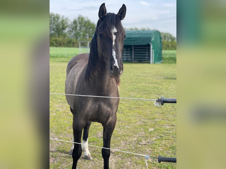 American Quarter Horse Merrie 4 Jaar 155 cm Grullo in J&#xFC;terbog