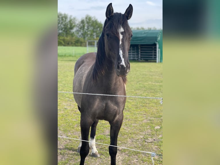American Quarter Horse Merrie 4 Jaar 155 cm Grullo in J&#xFC;terbog