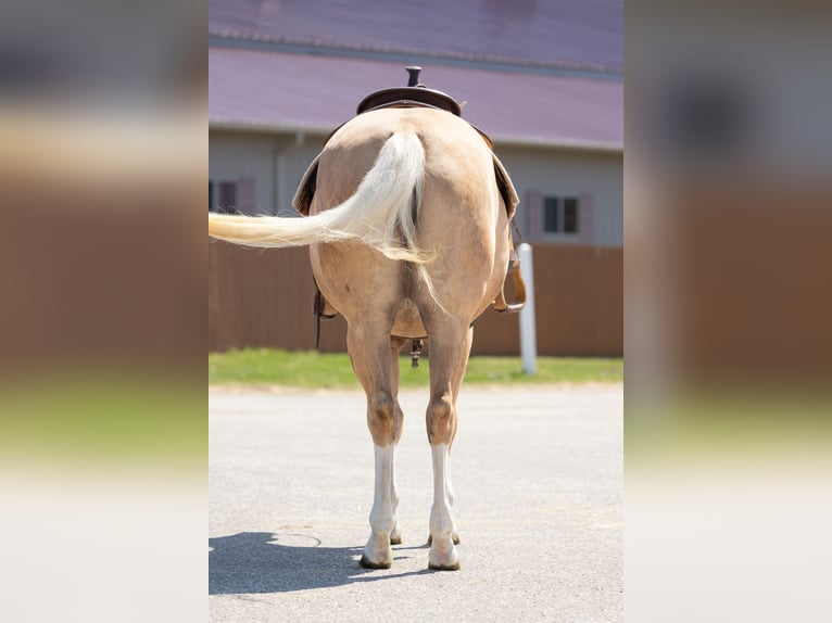 American Quarter Horse Merrie 4 Jaar 155 cm Palomino in Plainview