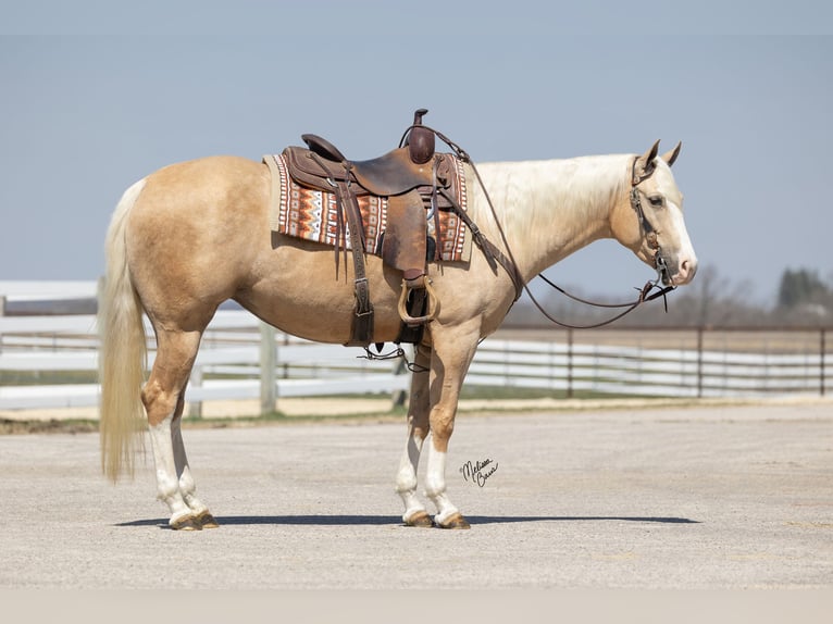 American Quarter Horse Merrie 4 Jaar 155 cm Palomino in Plainview