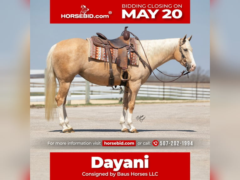 American Quarter Horse Merrie 4 Jaar 155 cm Palomino in Plainview