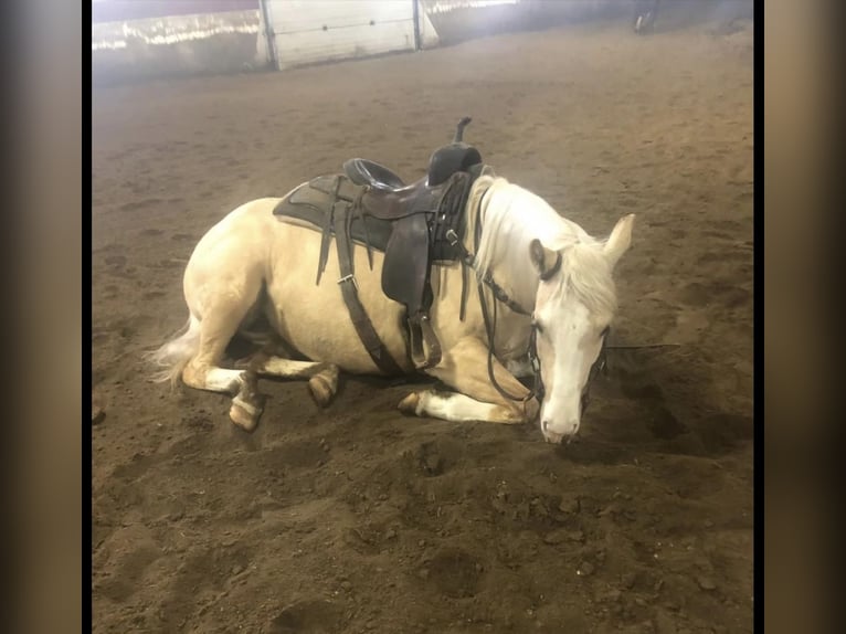 American Quarter Horse Merrie 4 Jaar 155 cm Palomino in Plainview