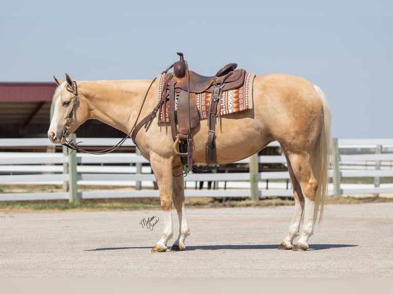 American Quarter Horse Merrie 4 Jaar 155 cm Palomino in Plainview