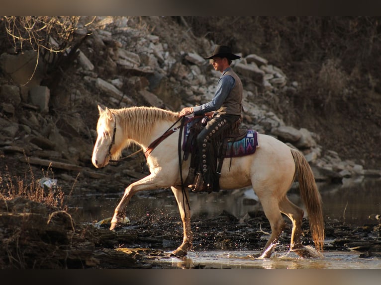 American Quarter Horse Mix Merrie 4 Jaar 155 cm Perlino in Baxter Springs