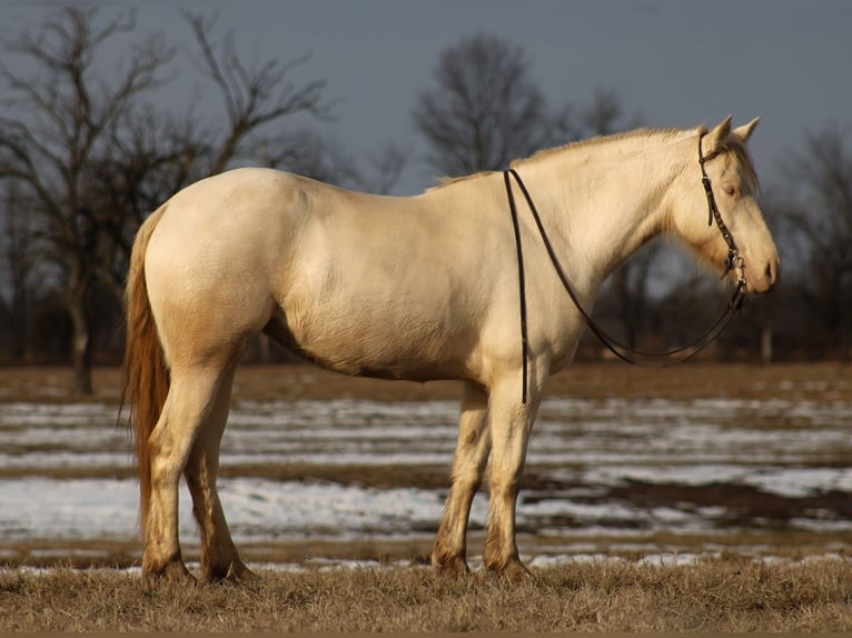 American Quarter Horse Mix Merrie 4 Jaar 155 cm Perlino in Baxter Springs