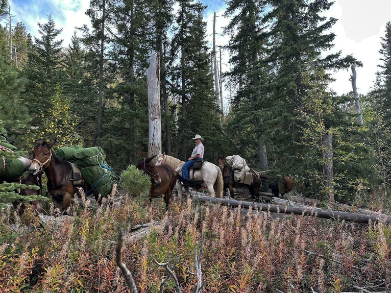 American Quarter Horse Mix Merrie 4 Jaar 155 cm Perlino in Baxter Springs