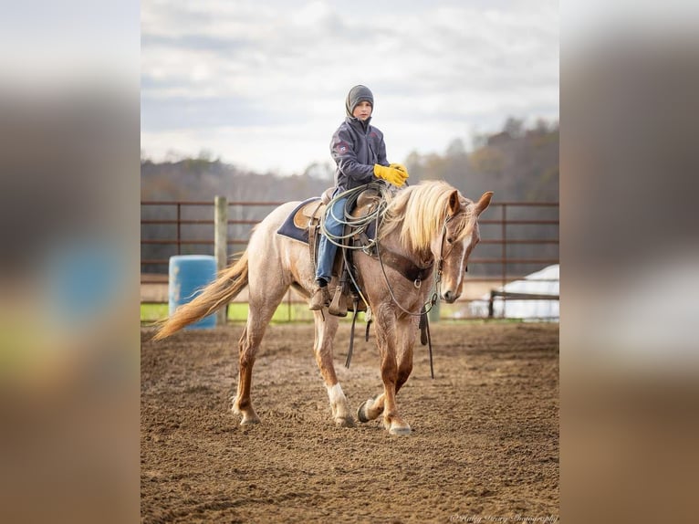 American Quarter Horse Mix Merrie 4 Jaar 155 cm Roan-Red in Auburn, KY